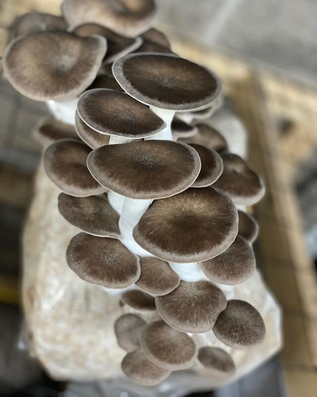 Fresh Dark Royal Trumpet Mushrooms 4oz Market Wagon Online Farmers